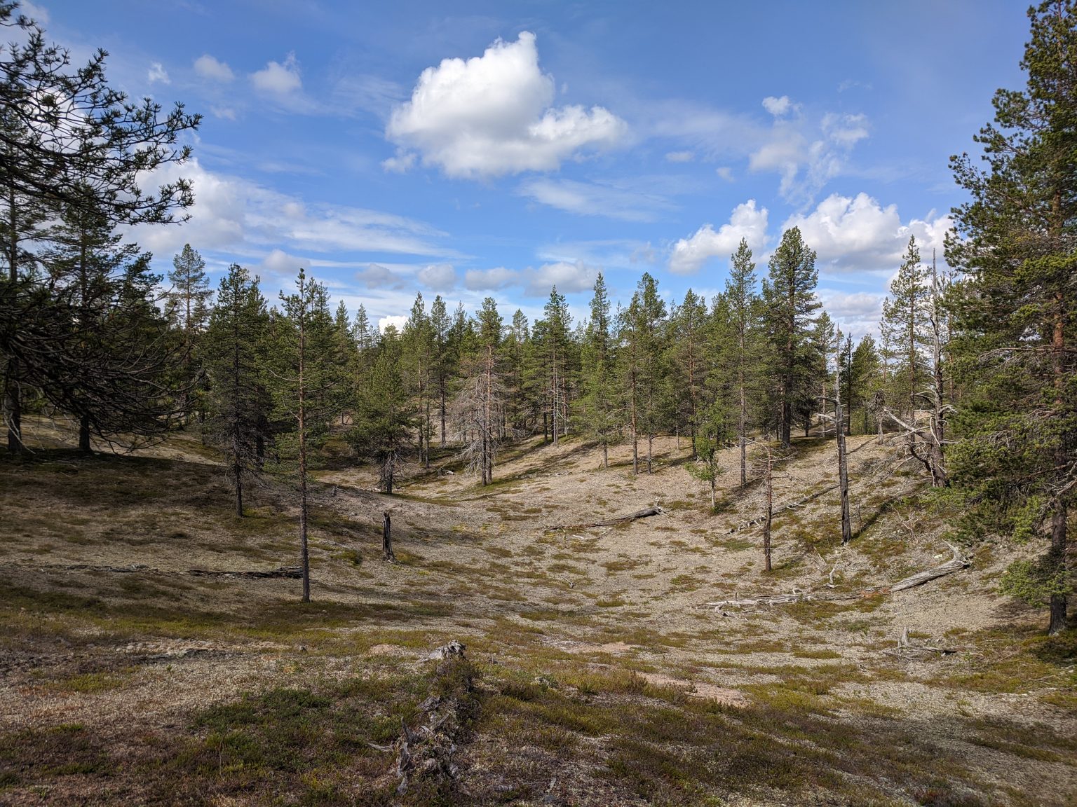 Sänka med gles tallhed