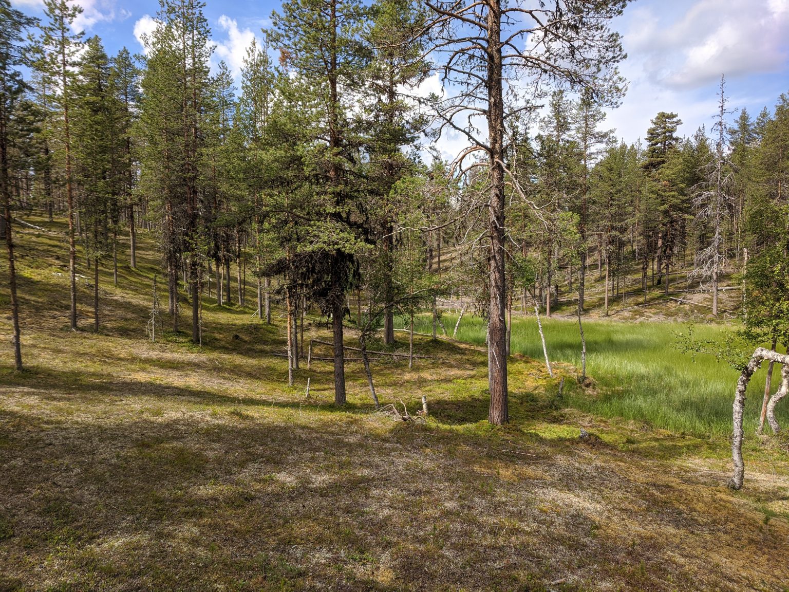 Sänka med gräsväxt myr