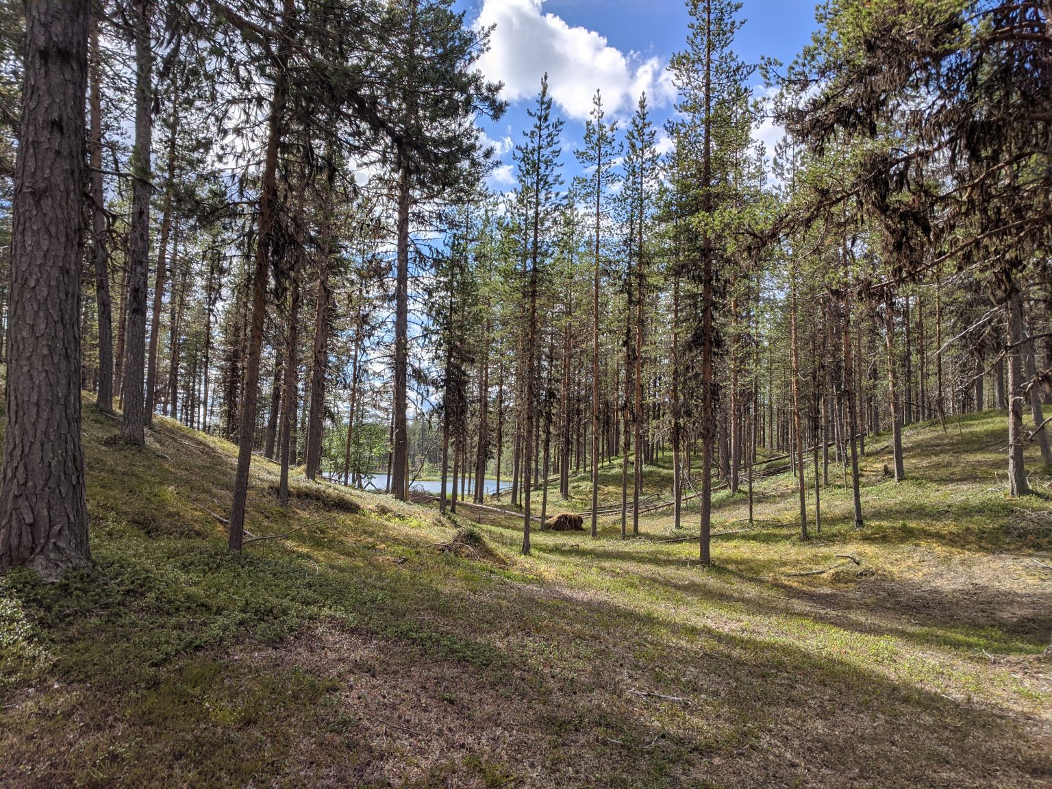 Sänka med tallskog och en sjö i bakgrunden
