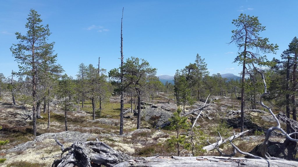 Hammarlandet terräng 1