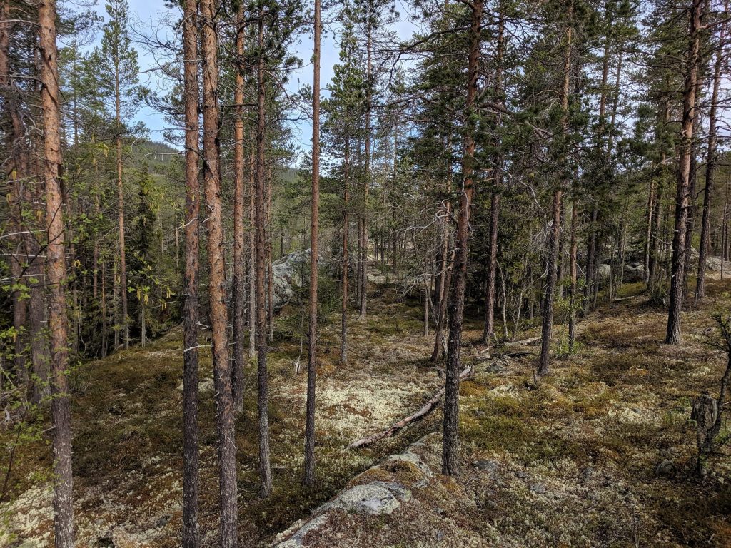 Hammarlandet terräng 2