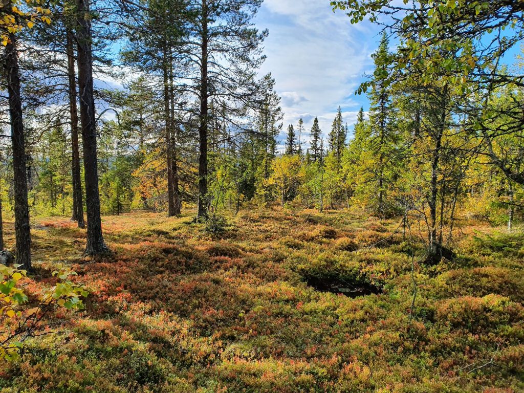 Nysätern terräng 1
